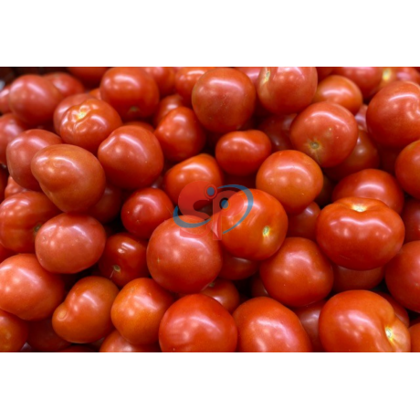 Tomato