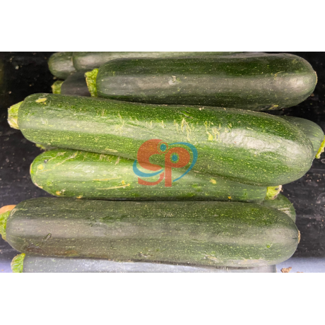 Zucchini